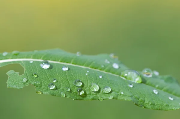 Krásné abstraktní obraz představovat zelené listy s malou vodní kapky (záměrné použití mělké hloubky ostrosti) — Stock fotografie