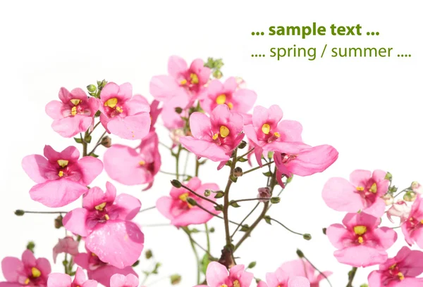 Spring flora against white background — Stock Photo, Image