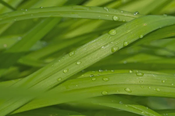 작은 물 방울 (필드의 얕은 깊이의 신중한 사용과 나뭇잎 그린을 갖춘 멋진 추상 이미지) — 스톡 사진