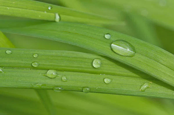 Preciosa imagen abstracta con hojas verdes con pequeñas gotas de agua (uso deliberado de poca profundidad de campo ) —  Fotos de Stock