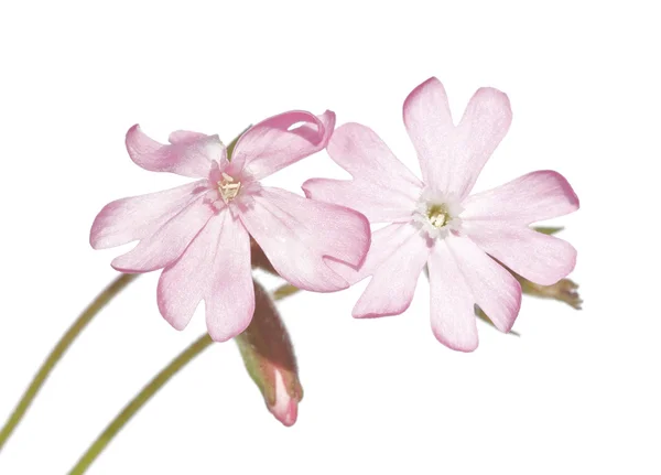 Primavera flora contra fundo branco — Fotografia de Stock