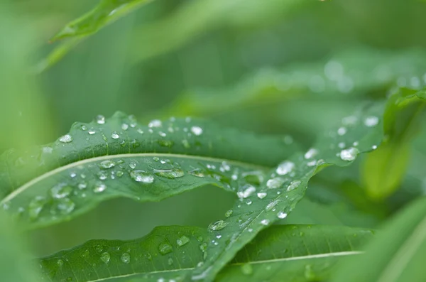 Прекрасное абстрактное изображение с зелеными листьями с капельками воды (преднамеренное использование мелкой глубины резкости ) — стоковое фото