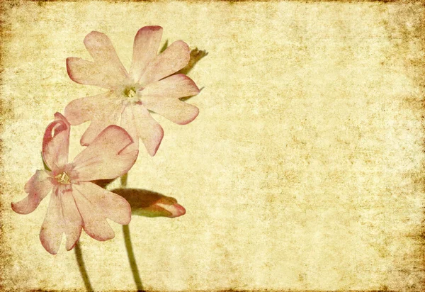 Preciosa imagen de fondo con elementos florales —  Fotos de Stock