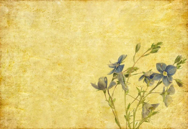 可爱背景图像与花卉元素 — 图库照片