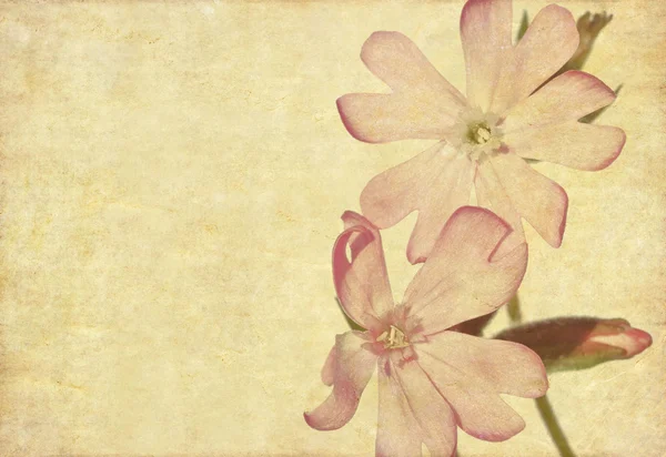 Piękne tło z kwiatowymi elementami — Zdjęcie stockowe