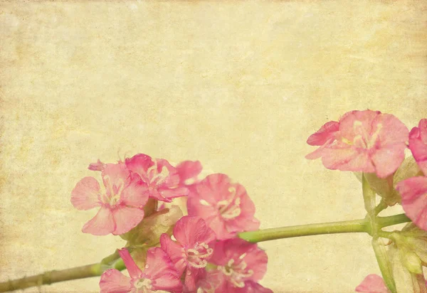 Gambar latar belakang yang indah dengan elemen floral — Stok Foto