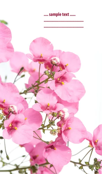 Gyönyörű virágok fehér háttér — Stock Fotó