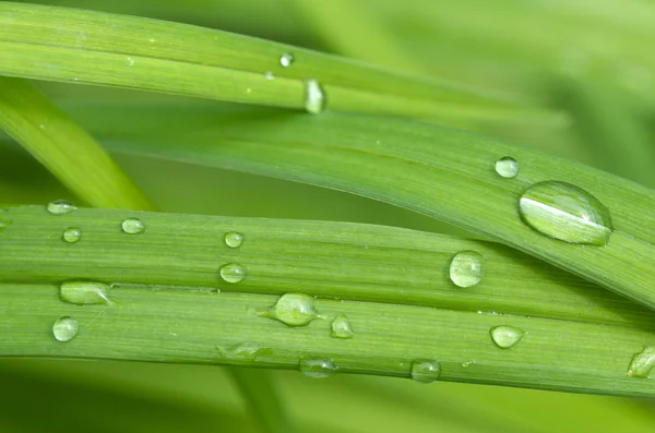 Preciosa imagen abstracta con hojas verdes con pequeñas gotas de agua (uso deliberado de poca profundidad de campo ) — Foto de Stock