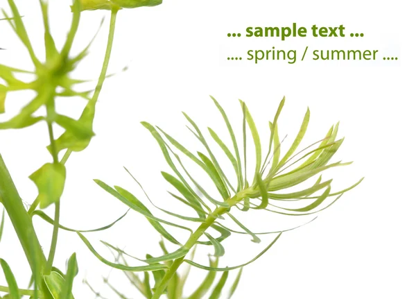 Unga gröna blad mot vit bakgrund — Stockfoto