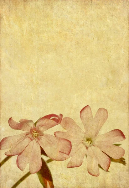 Ωραία φόντο εικόνα με floral σχέδιο — Φωτογραφία Αρχείου
