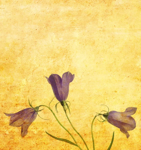 Piękne tło z kwiatowy wzór — Zdjęcie stockowe