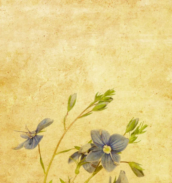 Прекрасне зображення тла з квітковим дизайном — стокове фото