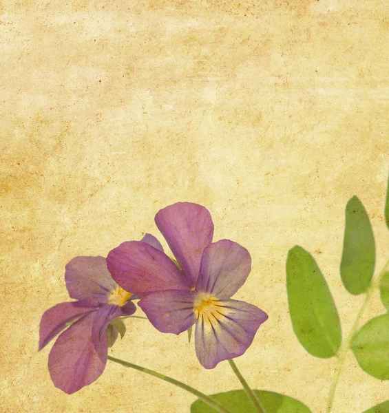 Imagem de fundo adorável com design floral — Fotografia de Stock