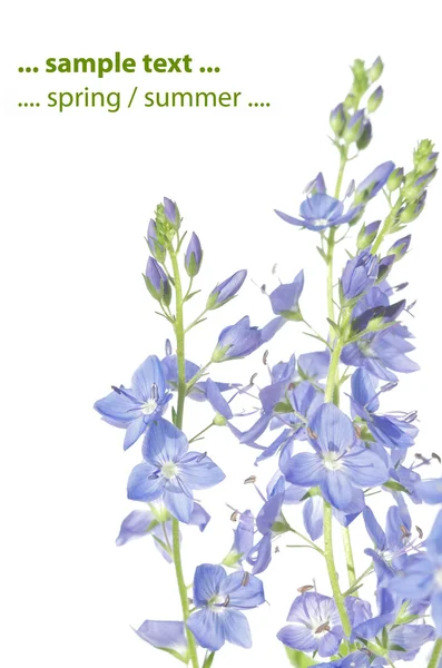 Lente concept. Flora tegen witte achtergrond. — Stockfoto