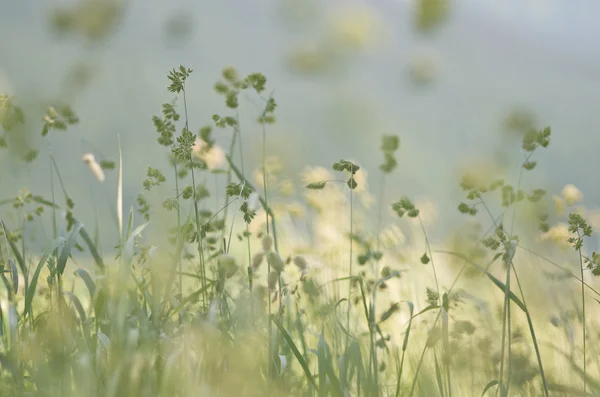 Flora Hintergrund — Stockfoto