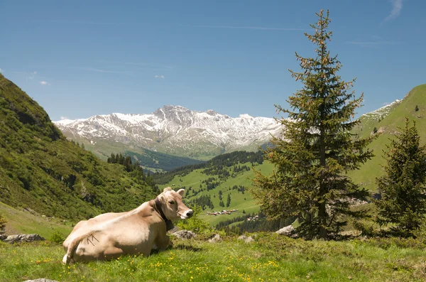 Отдыхающая корова на альпийском ландшафте — стоковое фото
