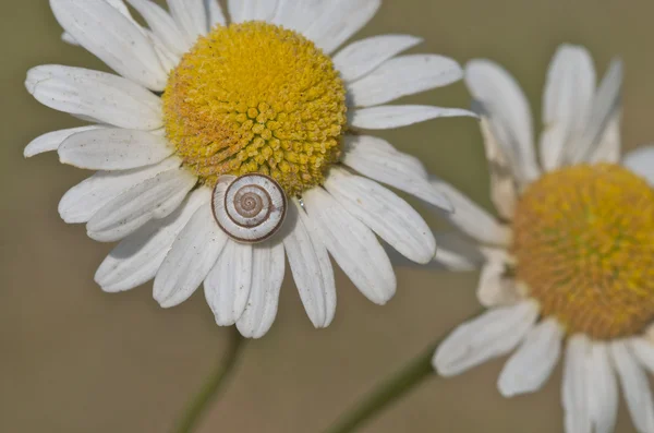 A caterpillar on a daisy — Stock Photo, Image
