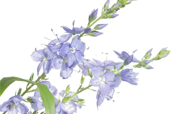 Elemento de design floral encantador — Fotografia de Stock