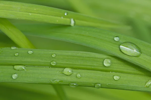 Küçük su damlaları (kasıtlı kullanımı alan sığ derinliği ile yeşil featuring güzel soyut resim bırakır) — Stok fotoğraf