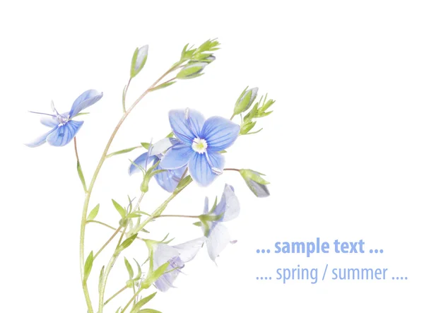 Concepto de primavera. flora emergente joven contra fondo blanco . — Foto de Stock