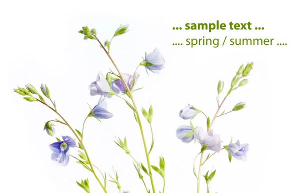 Conceito de primavera. jovem flora emergente contra fundo branco . — Fotografia de Stock