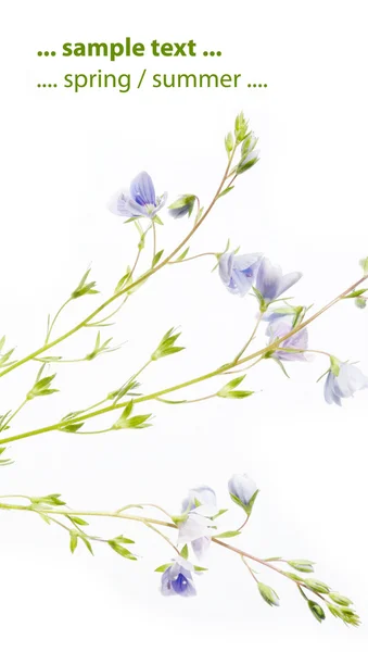 Concepto de primavera. flora emergente joven contra fondo blanco . — Foto de Stock
