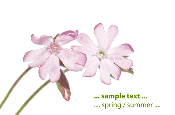 Frühlingskonzept. junge aufstrebende Flora vor weißem Hintergrund. — Stockfoto