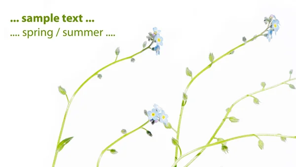 Idea primaverile. giovane flora emergente sullo sfondo bianco . — Foto Stock