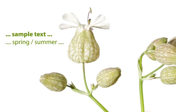 Flore sur fond blanc. élément de conception utile . — Photo