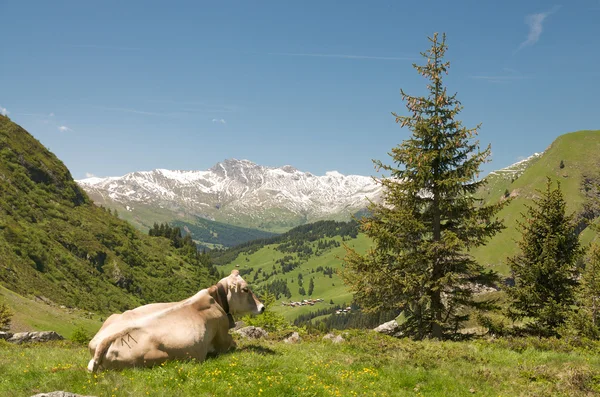 Vaca em repouso na paisagem alpina — Fotografia de Stock