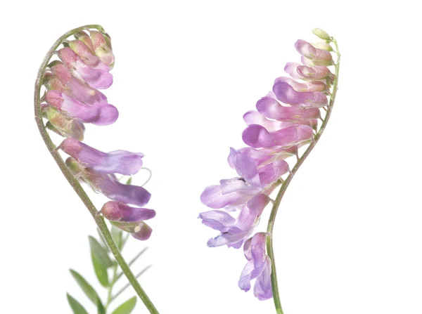 Violette Blume vor weißem Hintergrund. sehr nützliches Gestaltungselement. — Stockfoto