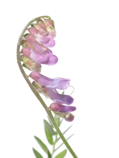 Conceito de primavera. flora contra fundo branco — Fotografia de Stock