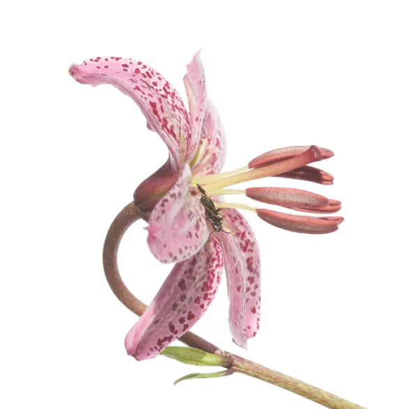 Concepto de primavera. flora contra fondo blanco —  Fotos de Stock