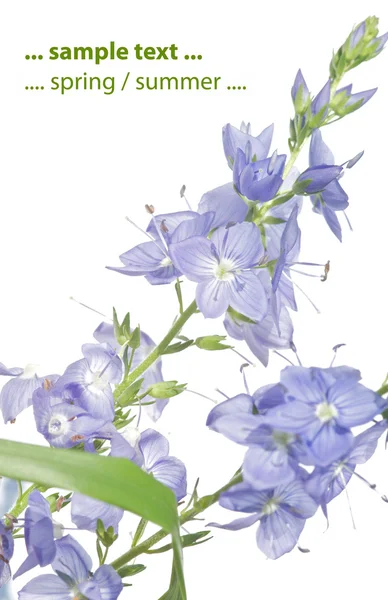 Άνοιξη έννοια. μικρά πορφυρά λουλούδια λευκό φόντο — Φωτογραφία Αρχείου