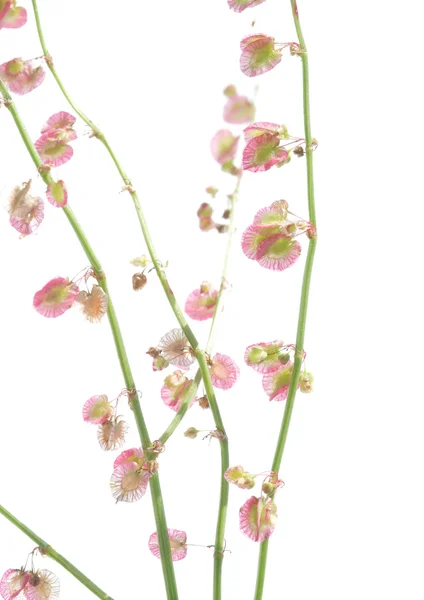 스프링 개념입니다. 흰색 배경 식물. — 스톡 사진