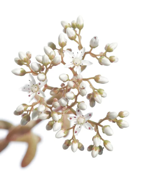 Idea primaverile. flora su sfondo bianco . — Foto Stock