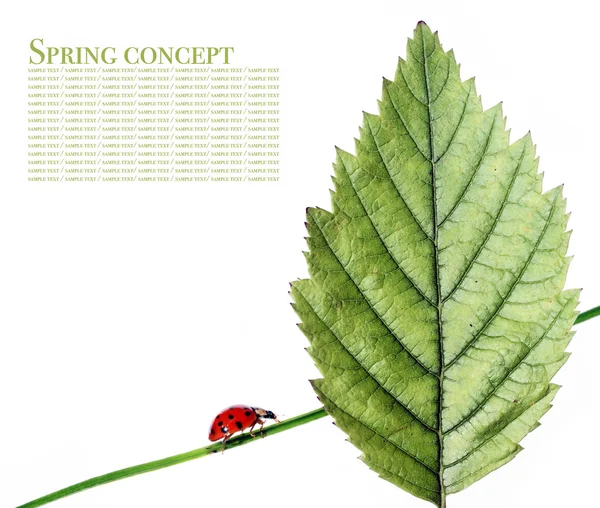 Våren koncept. flora och ladybird mot vit bakgrund. — Stockfoto