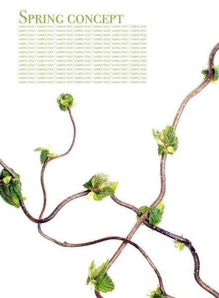 Spring concept. gnarly branches with young leaves against white background — Stock Photo, Image