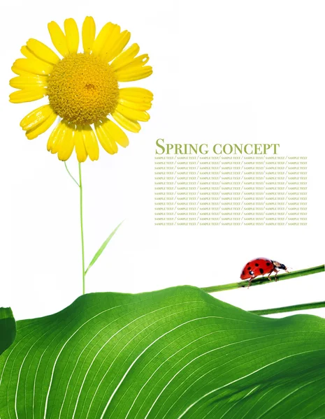 Concepto de primavera. flora y mariquita sobre fondo blanco . —  Fotos de Stock