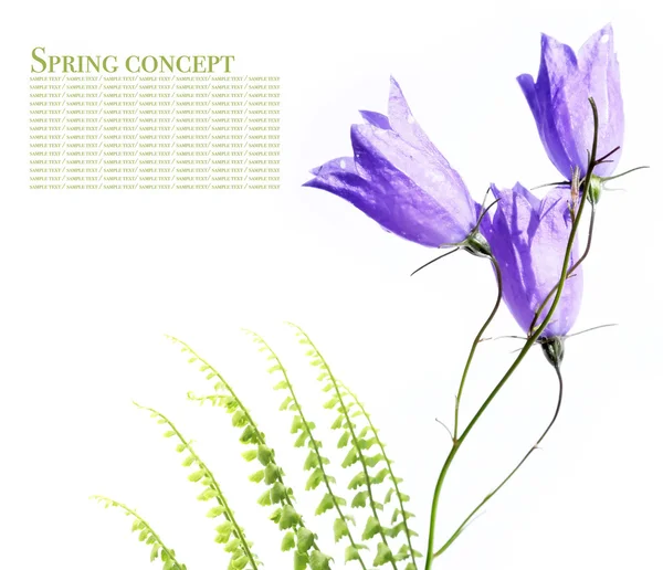 Concepto de primavera. flora contra fondo blanco . —  Fotos de Stock