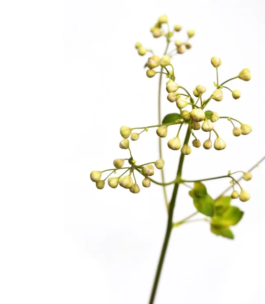 春のコンセプトです。白い背景に対して植物. — ストック写真