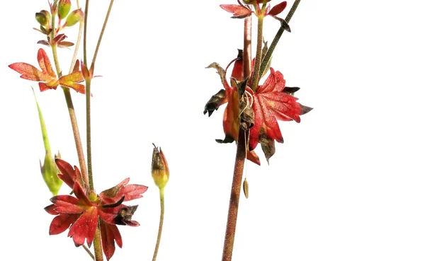 Conceito de primavera. flora contra fundo branco . — Fotografia de Stock