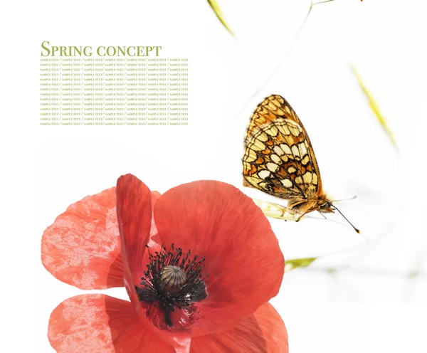 Frühlingskonzept. Schmetterling und Flora vor weißem Hintergrund. — Stockfoto