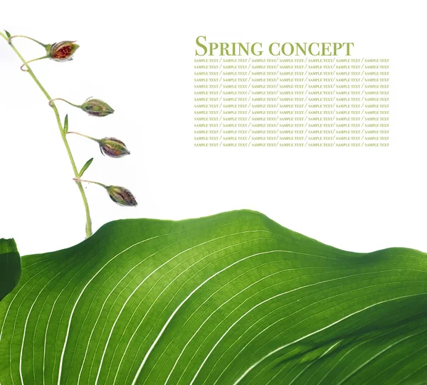 Concepto de primavera. flora contra fondo blanco . — Foto de Stock
