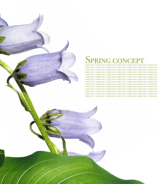 Concept de printemps. flore sur fond blanc . — Photo