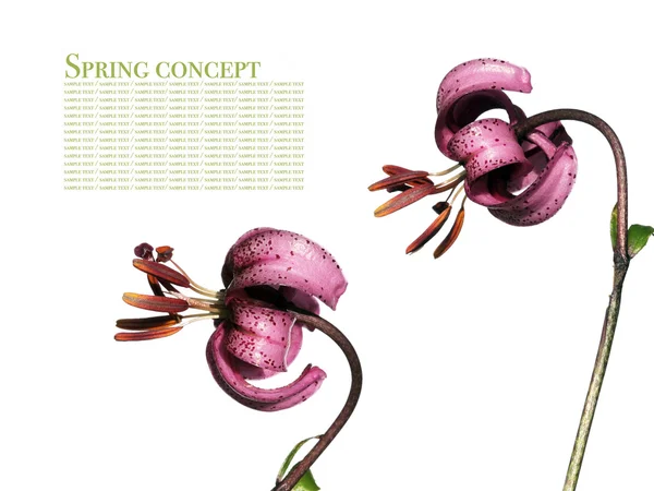 Tavaszi koncepció. Flora fehér háttér. — Stock Fotó