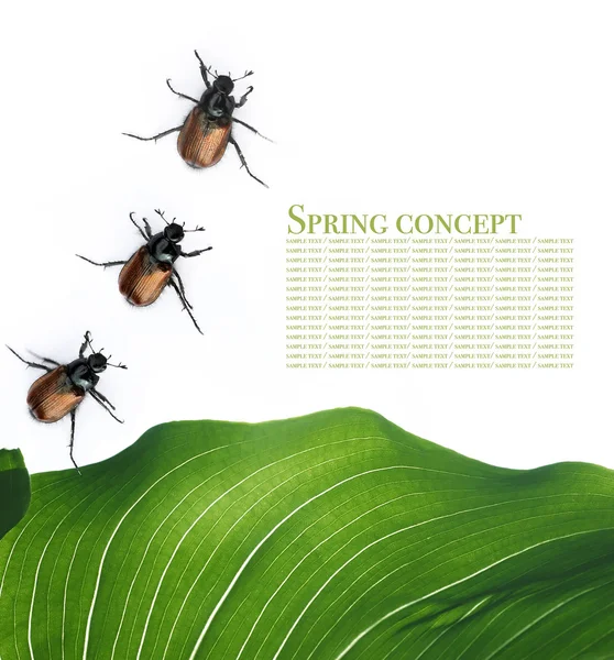 Весняна концепція. флора і жуки на білому тлі . — стокове фото