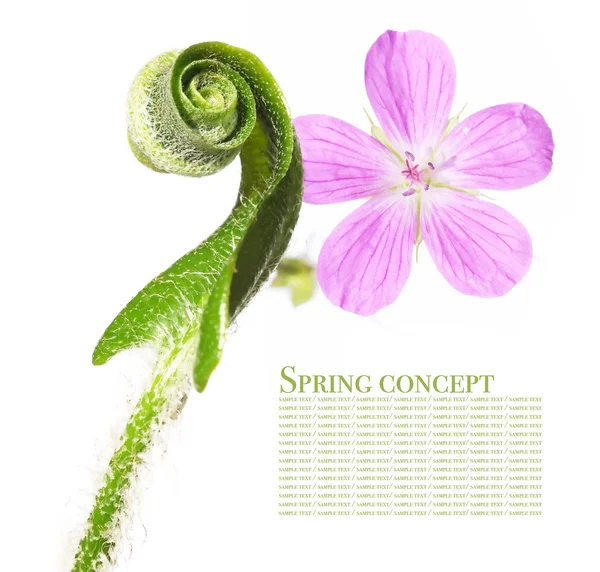 Våren koncept. Flora mot vit bakgrund. — Stockfoto