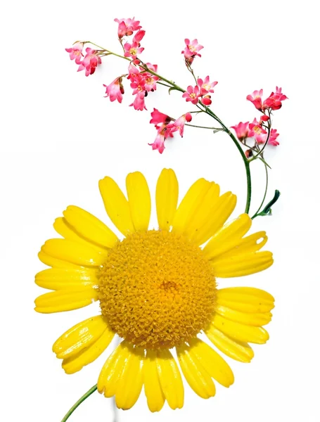 Spring concept. flora against white background. — Stock Photo, Image