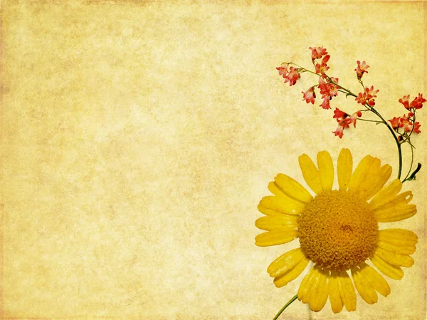 可爱背景图像与花卉元素。非常有用的设计元素. — 图库照片